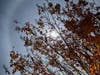 Winter halo in Novato, California