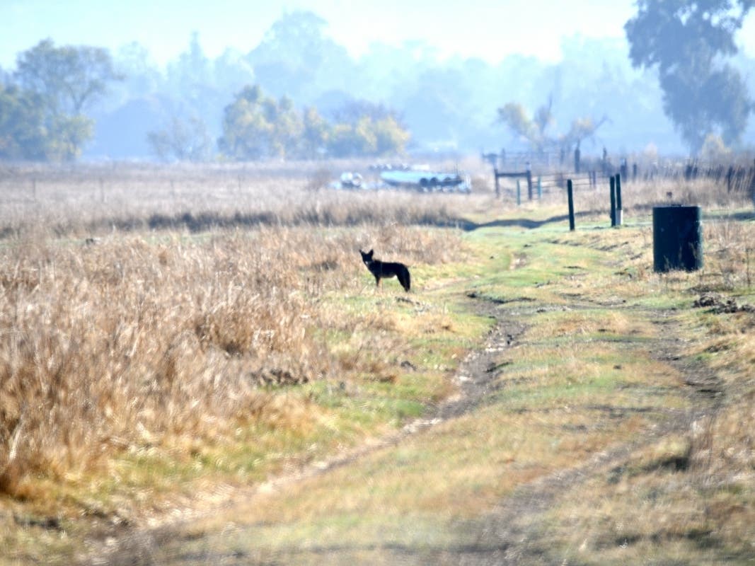 Coyote in Ramona, California 