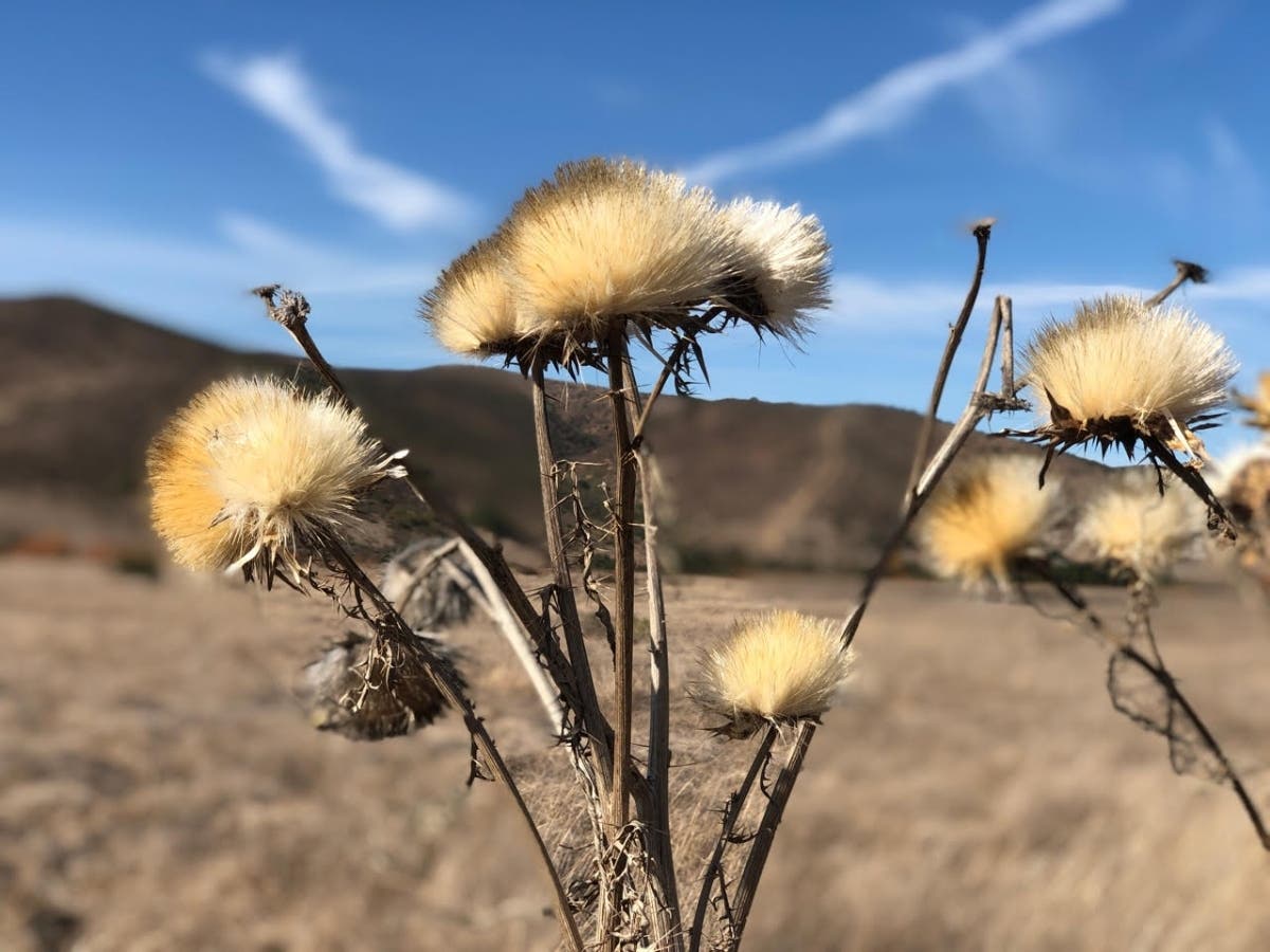 Sycamore Canyon Open Space Preserve​