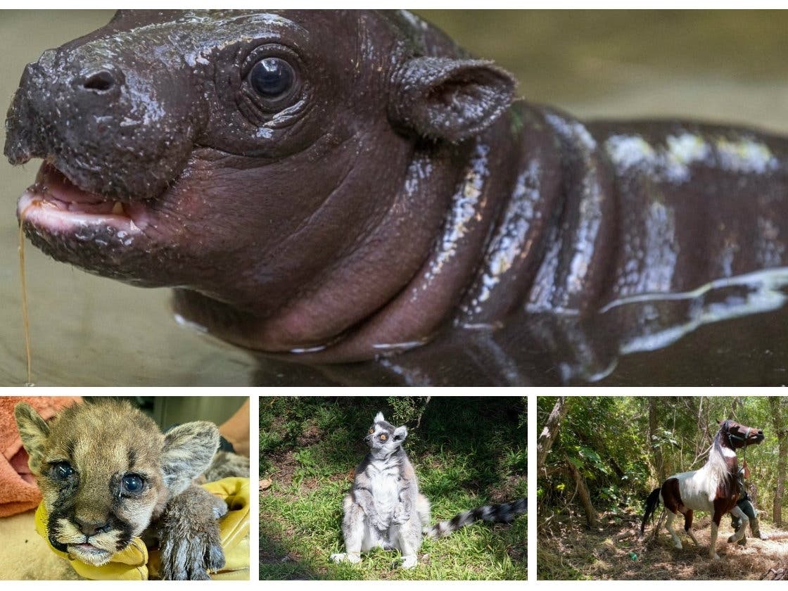 Patch has curated some of the year's most adorable, interesting and heartwarming animal stories.