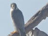 Peregrine falcon​ at Kehoe Beach​ in Marin County. 