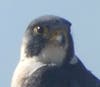 Peregrine falcon​ at Kehoe Beach​ in Marin County. 