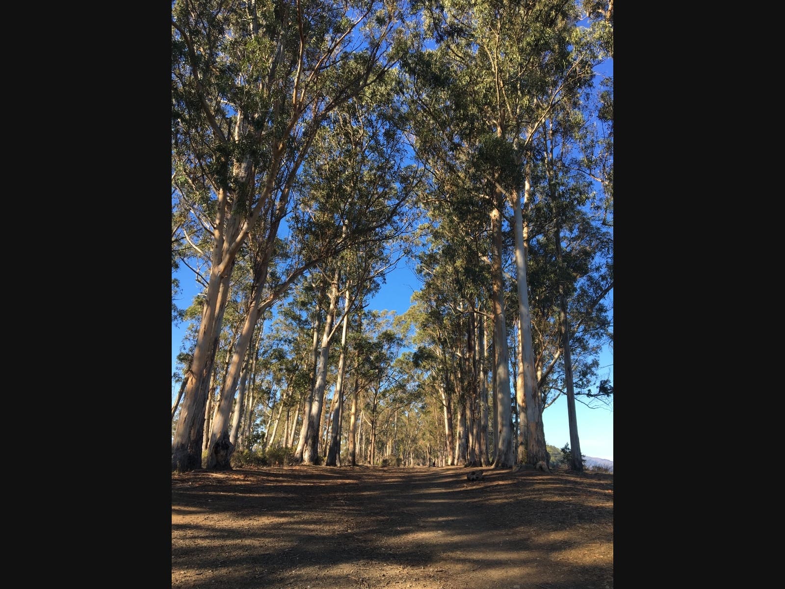 Eucalyptus trees in San Rafael, California 