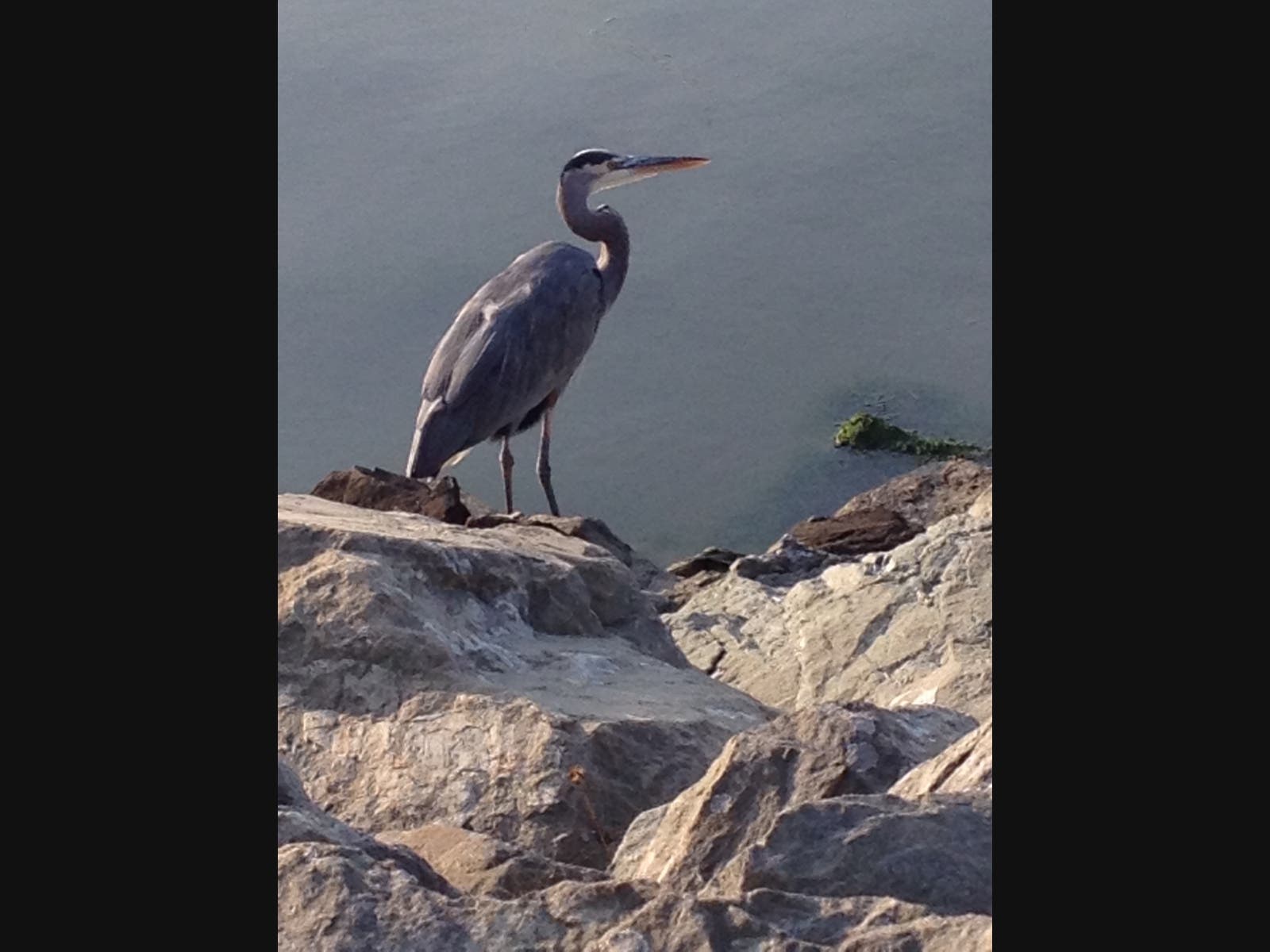 A great blue heron in Tiburon, California 
