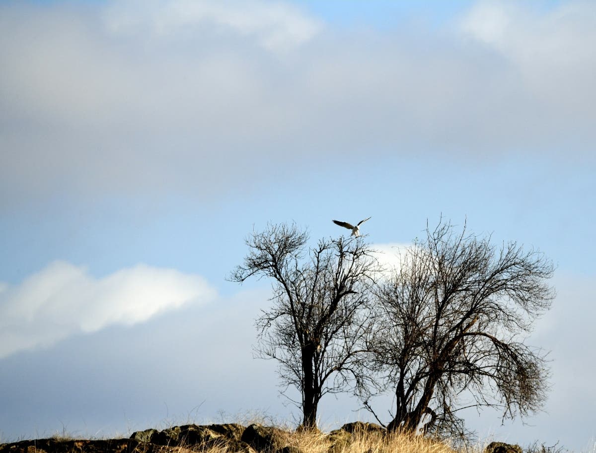 Ramona, California 