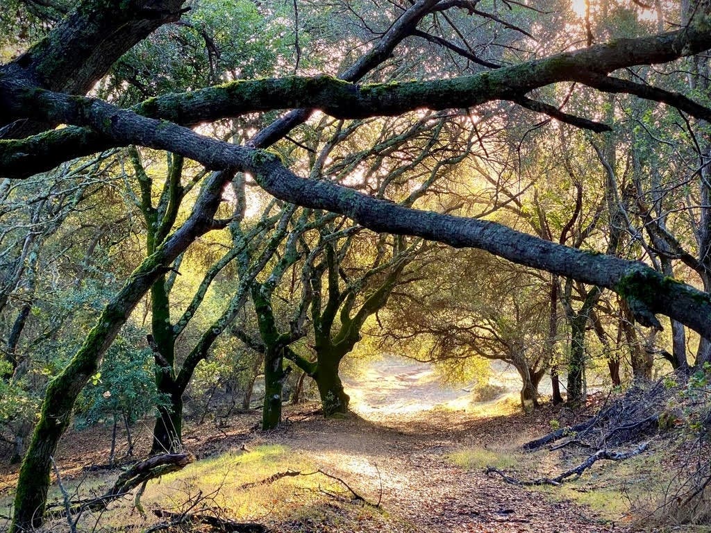 Ridgewood Trail​ in San Rafael, California 
