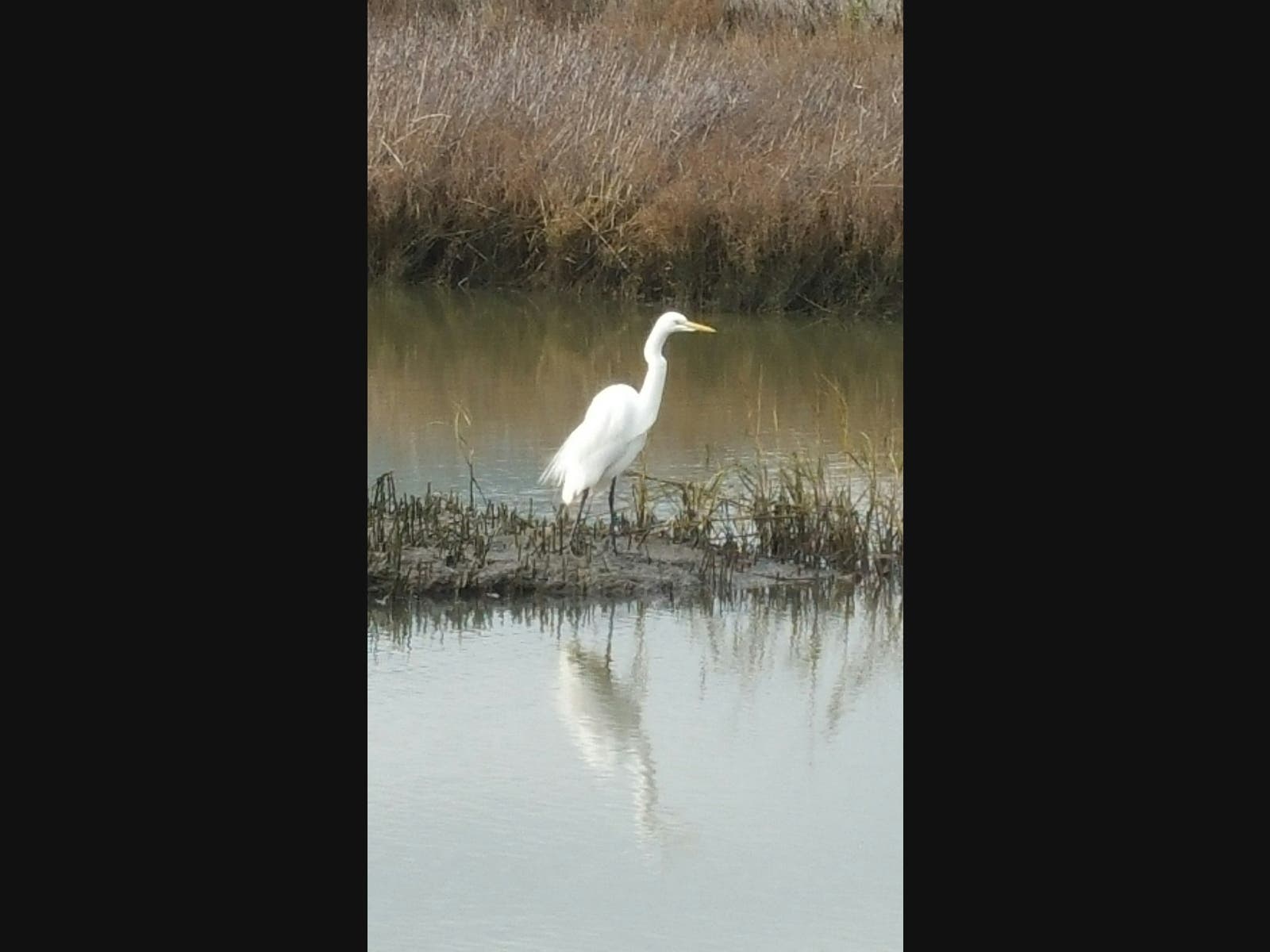 Rush Creek in Novato, California 