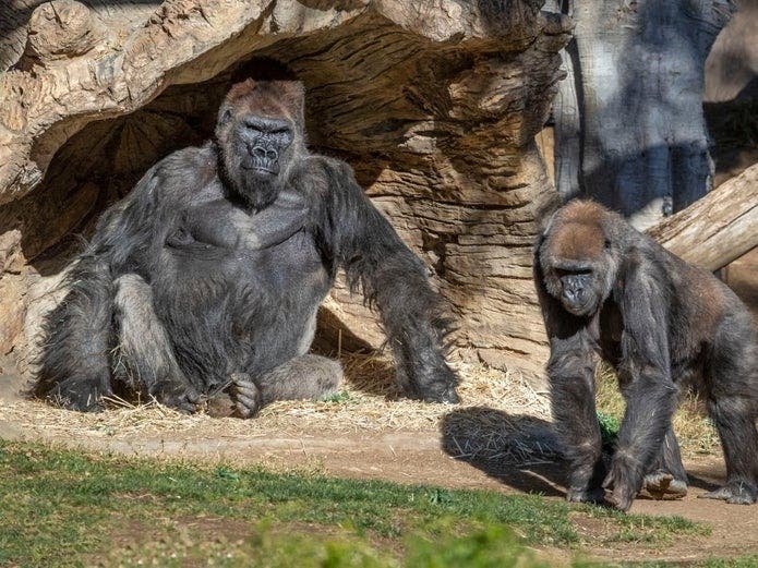 The test results confirm the presence of the virus in some of the gorillas and did not definitively rule out the presence of the virus in other members of the troop. 