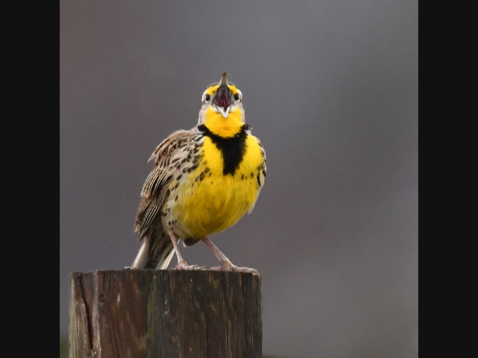Western meadowlark​ in Ramona's Grasslands​