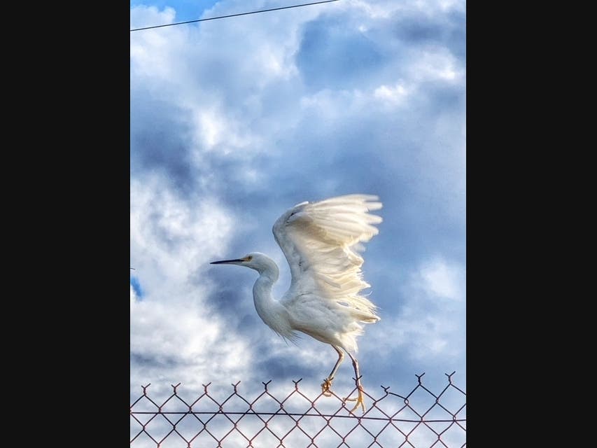 Snowy egret in Carlsbad, California 