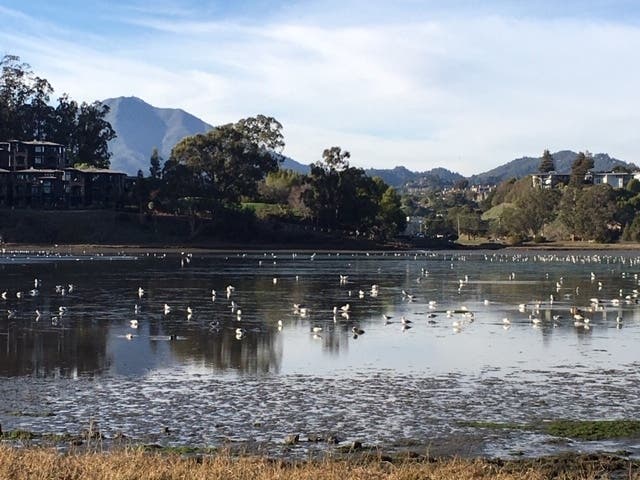 Strawberry Cove in Marin County, California 