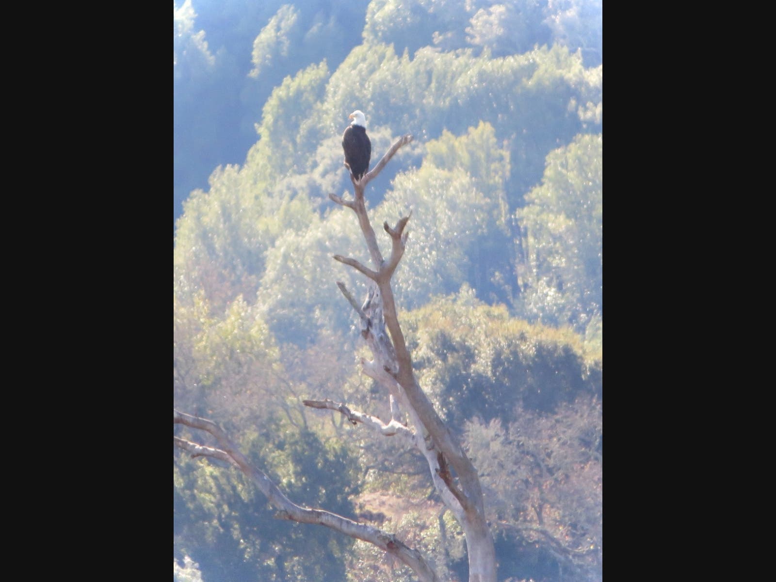 Bald eagle at Stafford Lake Park​ in Novato, California 