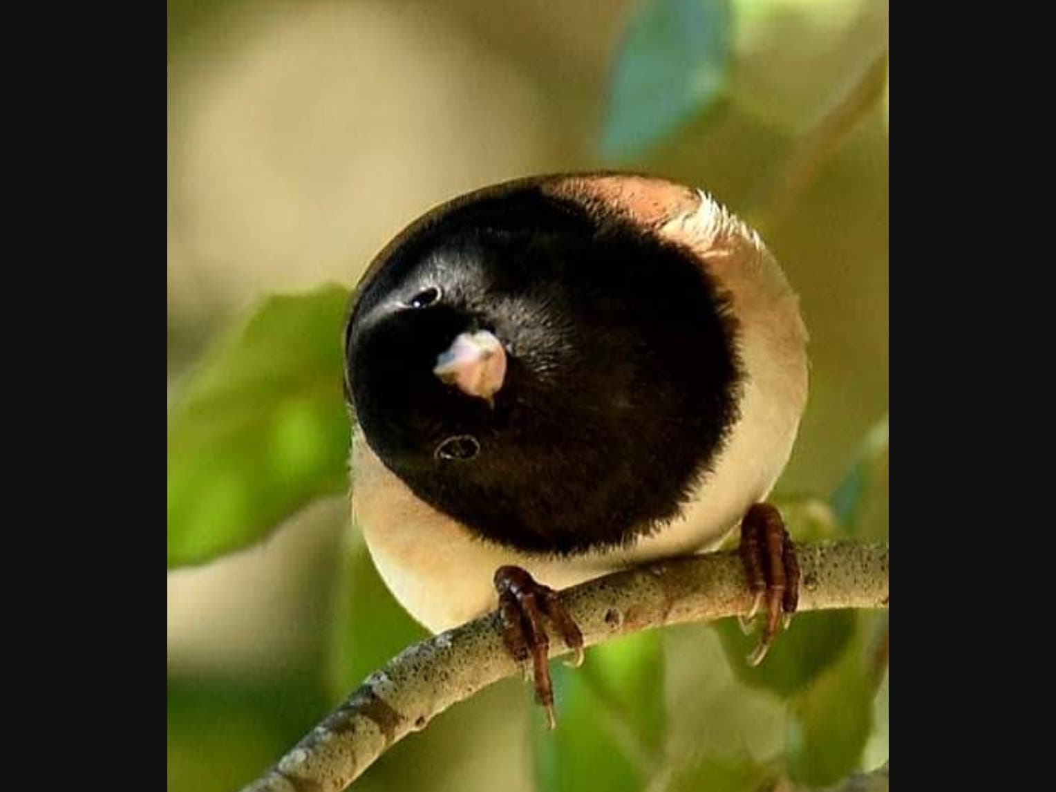 Dark-eyed junco 