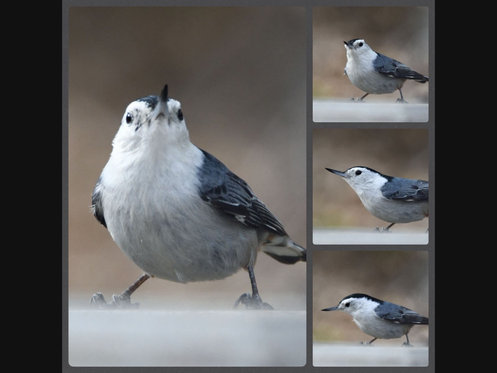 white-breasted nuthatch