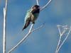 Anna's hummingbird​ at Corte Madera Marsh Ecological Reserve​