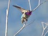 Anna's hummingbird​ at Corte Madera Marsh Ecological Reserve​