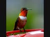 Allen's hummingbird in Ramona, California 