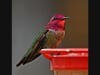 Anna's hummingbird in Ramona, California 
