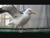 The Western Gull was found on the on the beach in Oceanside with a broken bone and wound from a BB pellet.