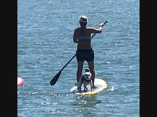 A woman and dog on a stand-up paddle board on Carlsbad Lagoon.