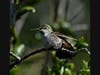 Hummingbird in Ramona, California