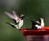 Hummingbirds in Ramona, California