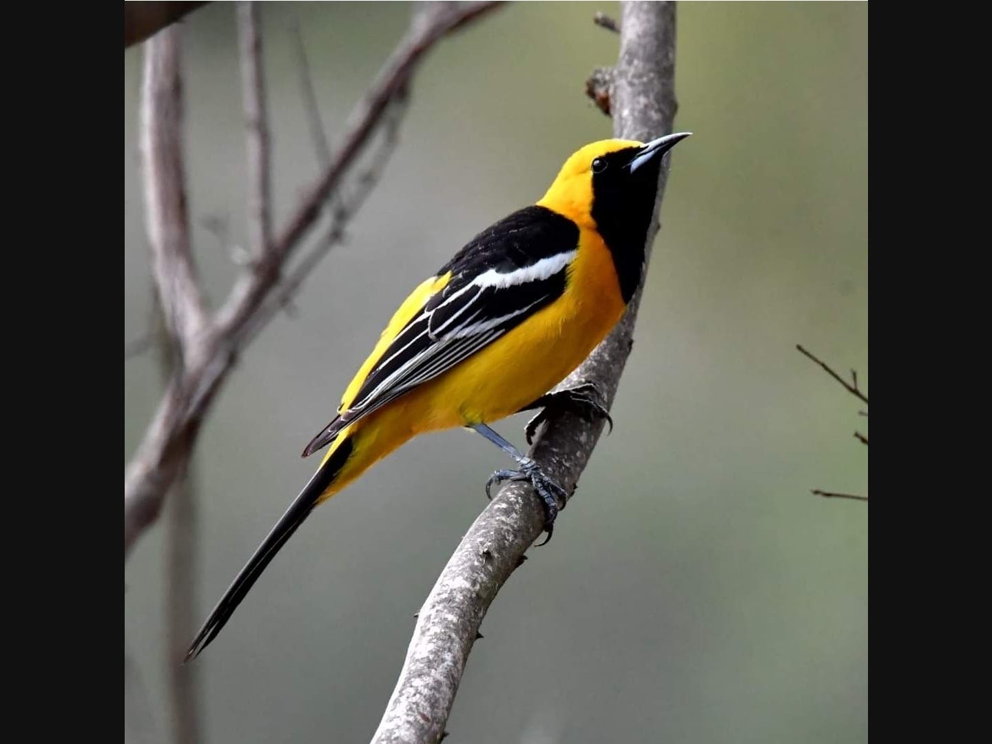 A hooded oriole​ in Ramona, California 
