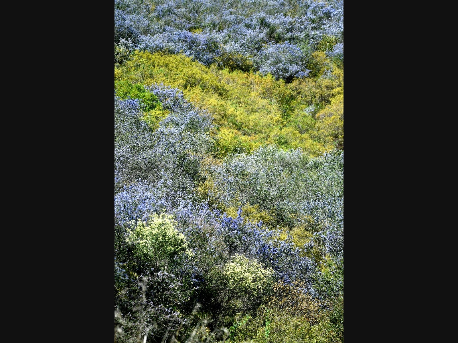 Wild lilac blooms in Ramona, California 