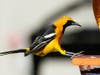 A hooded oriole in Ramona, California.