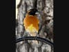 A black-headed grosbeak in Ramona, California.
