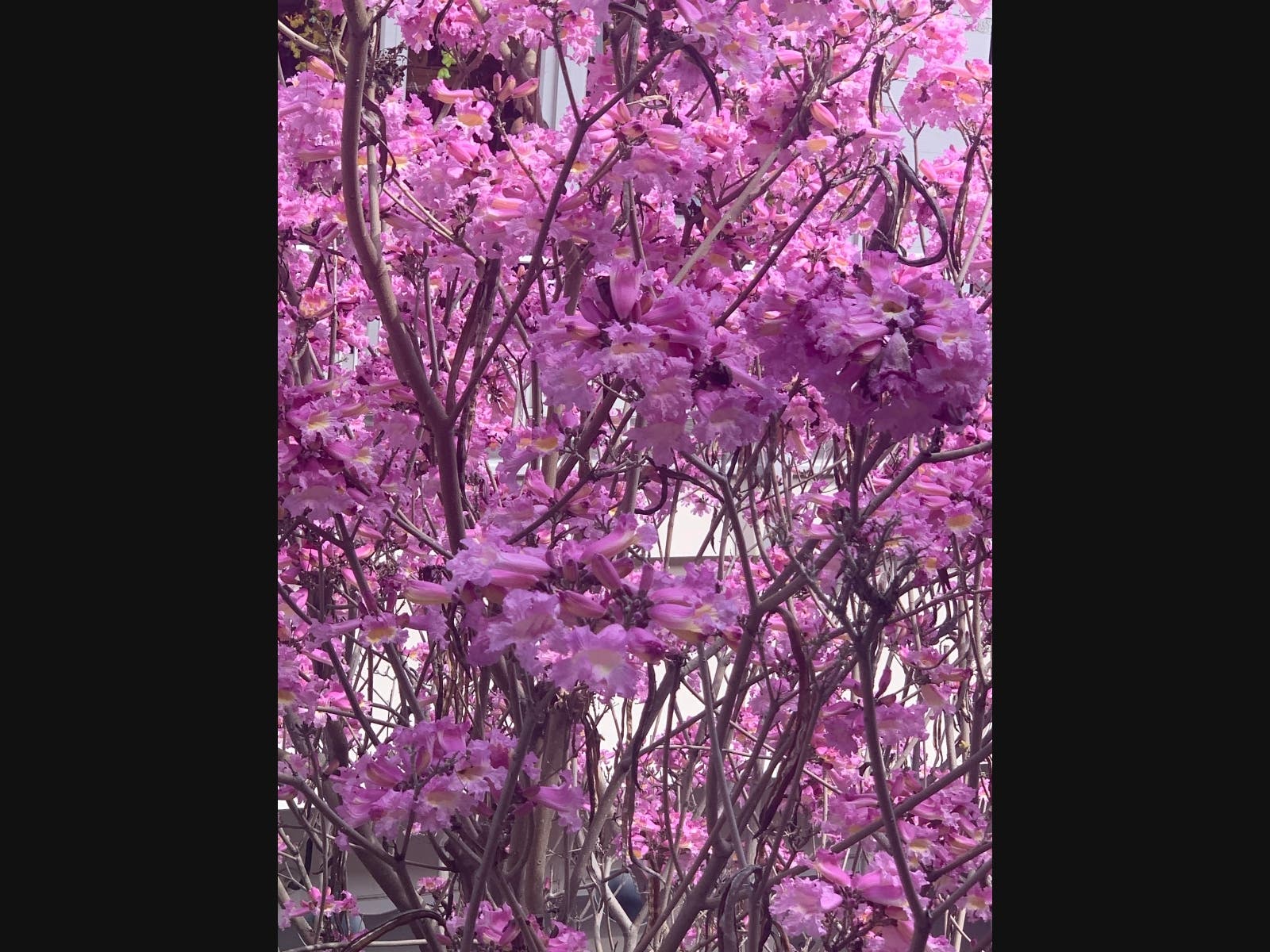 A jacaranda tree at Fashion Valley in San Diego, California. 