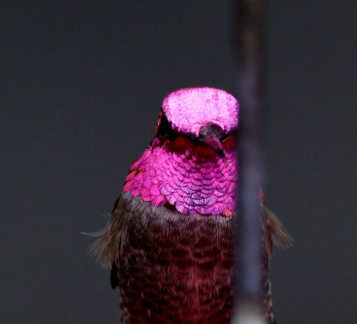 Anna's hummingbird​