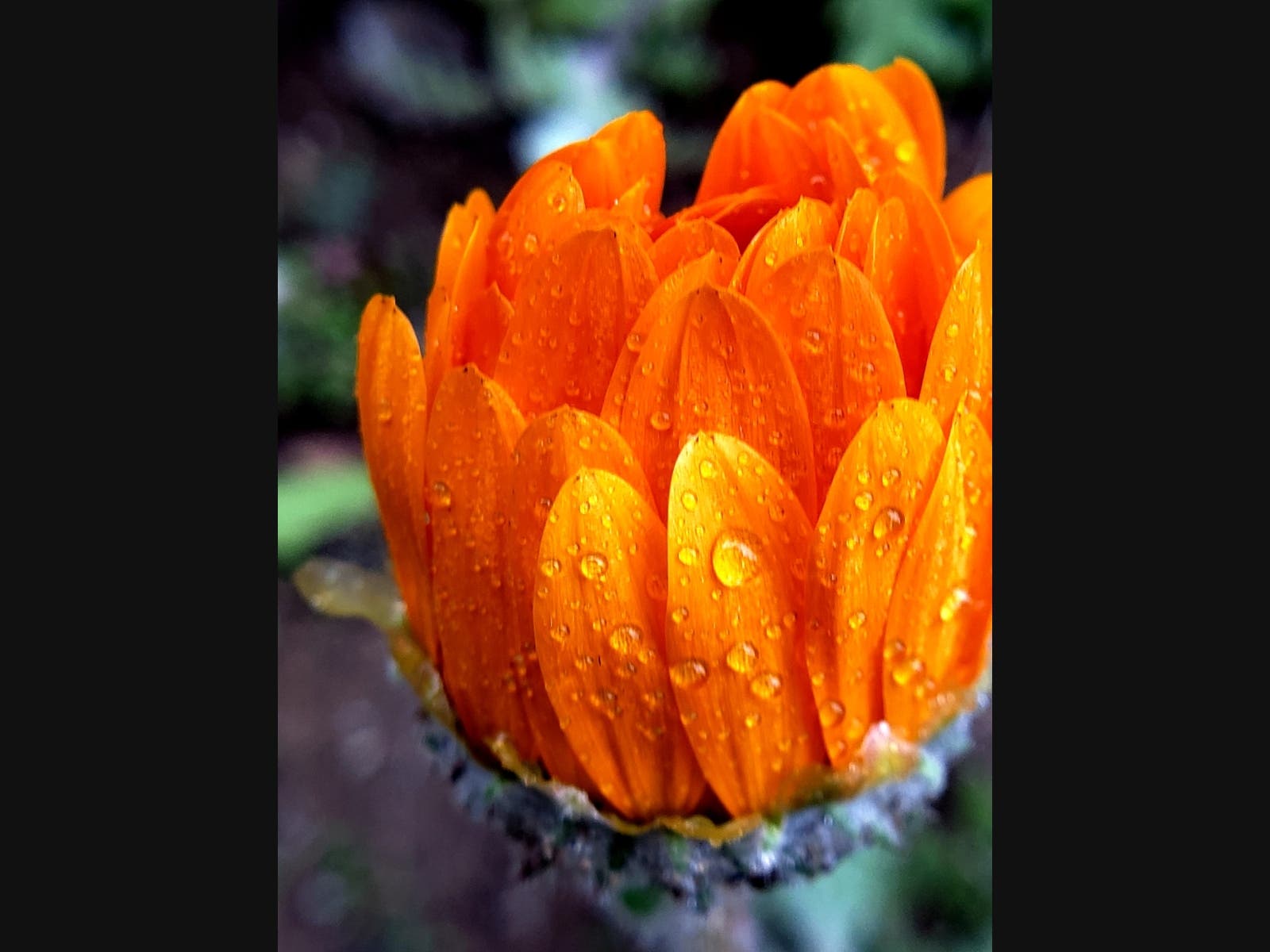 A flower in Vista, California 