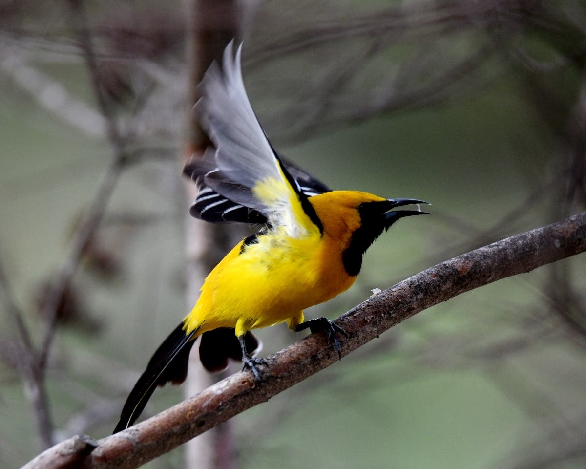A hooded oriole in Ramona, California 