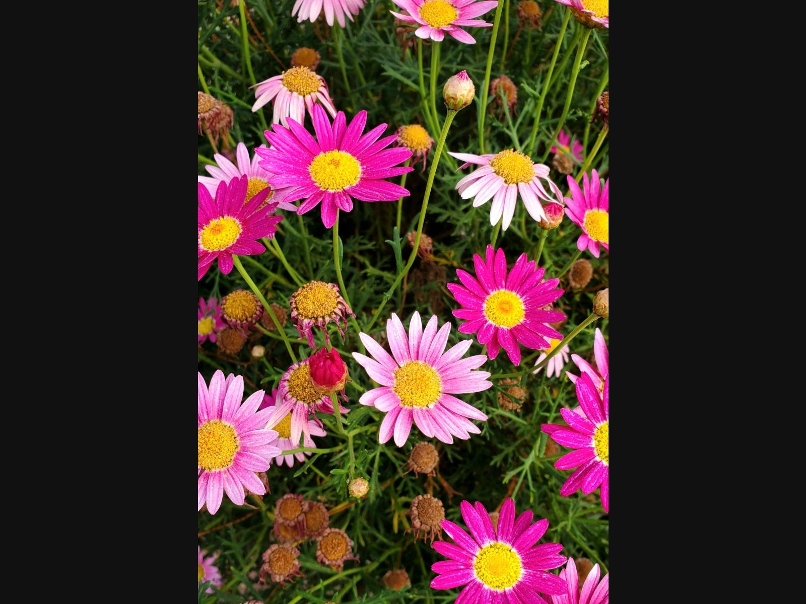 Flowers in Mira Mesa, California 