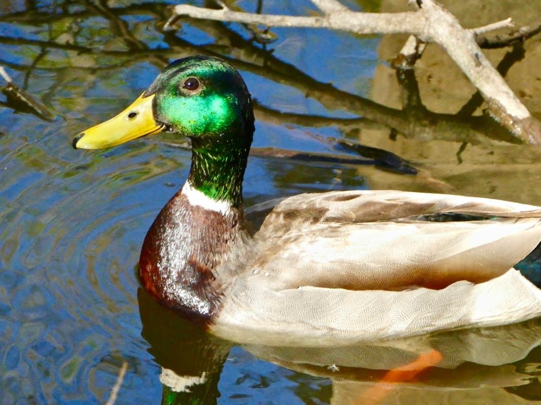A mallard at Guajome Regional Park.