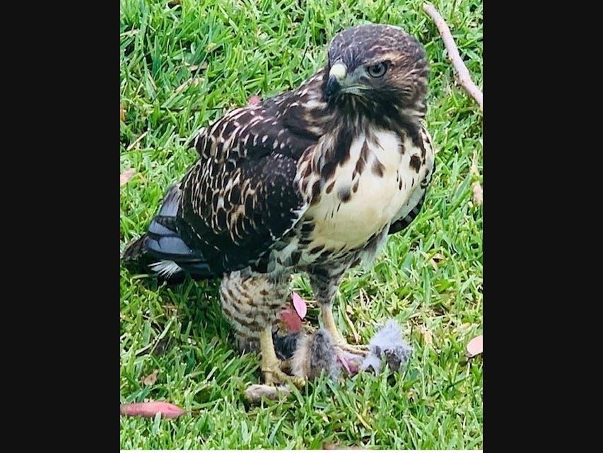 Hawk in Carlsbad, California 