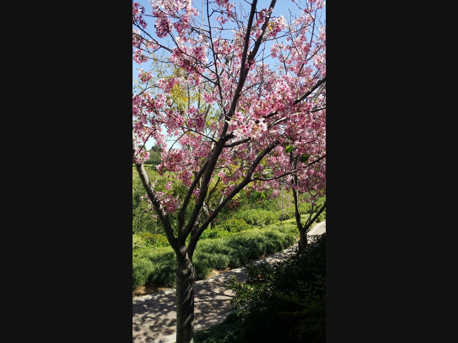 Japanese Friendship Garden in Balboa Park, California 