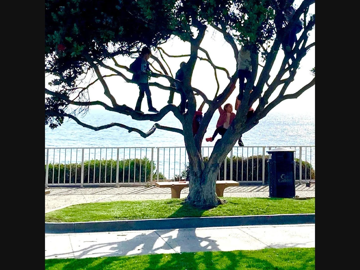 Kids climbing a tree in Carlsbad, California 