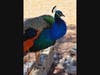Peacock at Leo Carrillo Ranch Historic Park​ in Carlsbad, California 