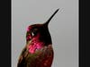 An Anna's hummingbird in Ramona, California 