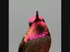 An Anna's hummingbird in Ramona, California 