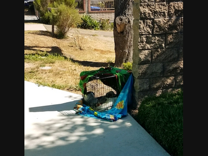 A severely emaciated puppy was found dead in a locked crate on a sidewalk in San Diego's Encanto neighborhood.