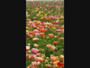 Flowers at The Flower Fields at Carlsbad Ranch in Carlsbad, California 