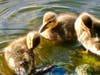 Mallard ducklings​ at Guajome Regional Park in Oceanside, California 