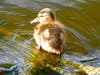 Mallard ducklings​ at Guajome Regional Park in Oceanside, California 