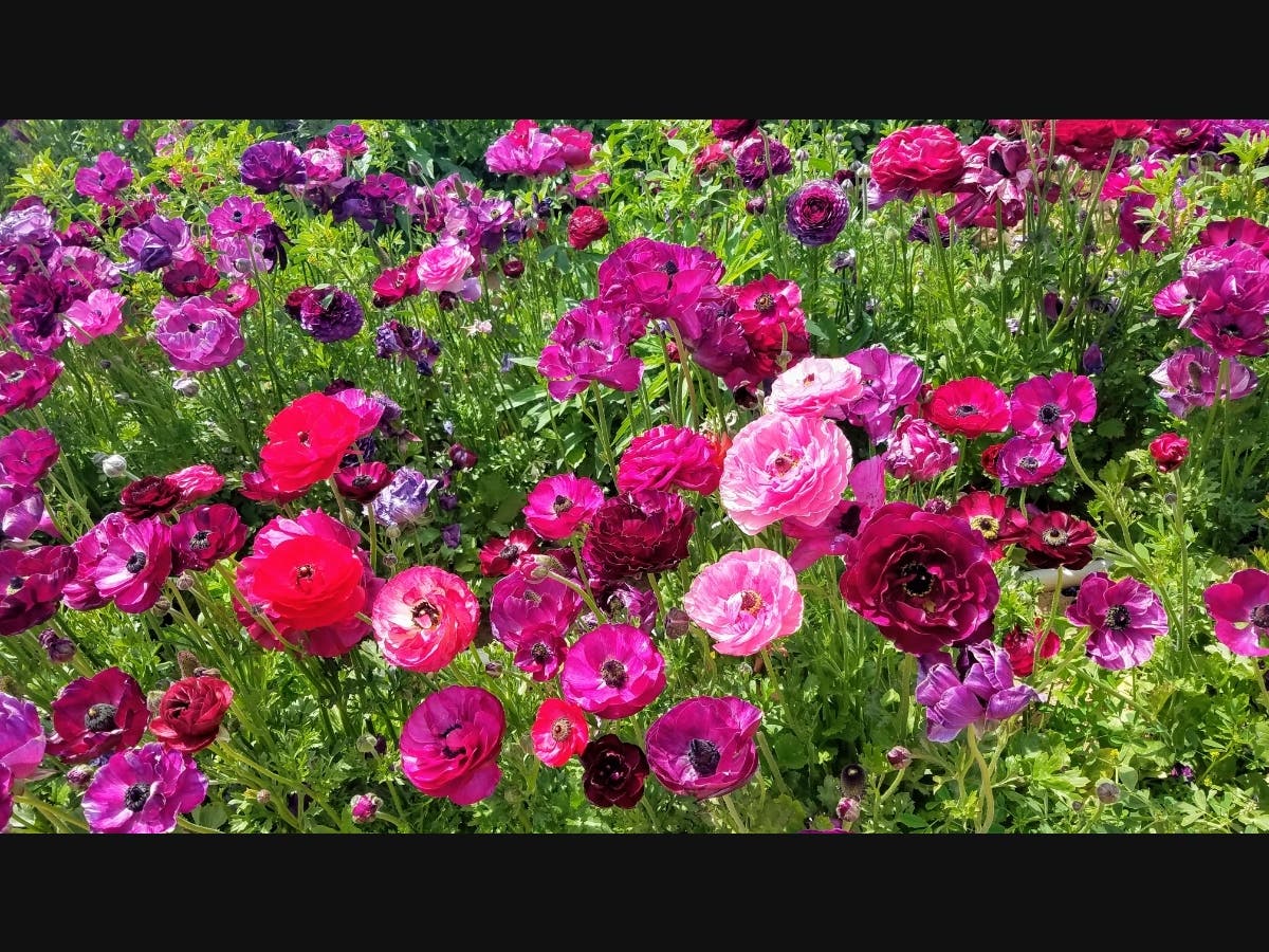 Flowers at The Flower Fields at Carlsbad Ranch in Carlsbad, California 