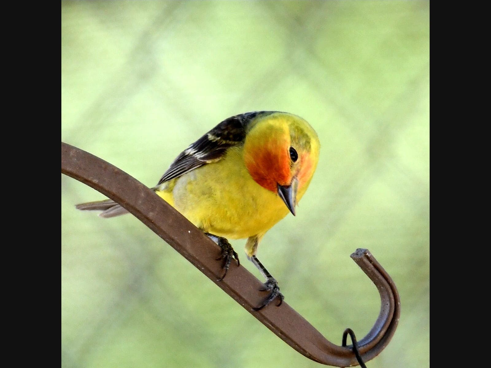 A western tanager in Ramona, California 