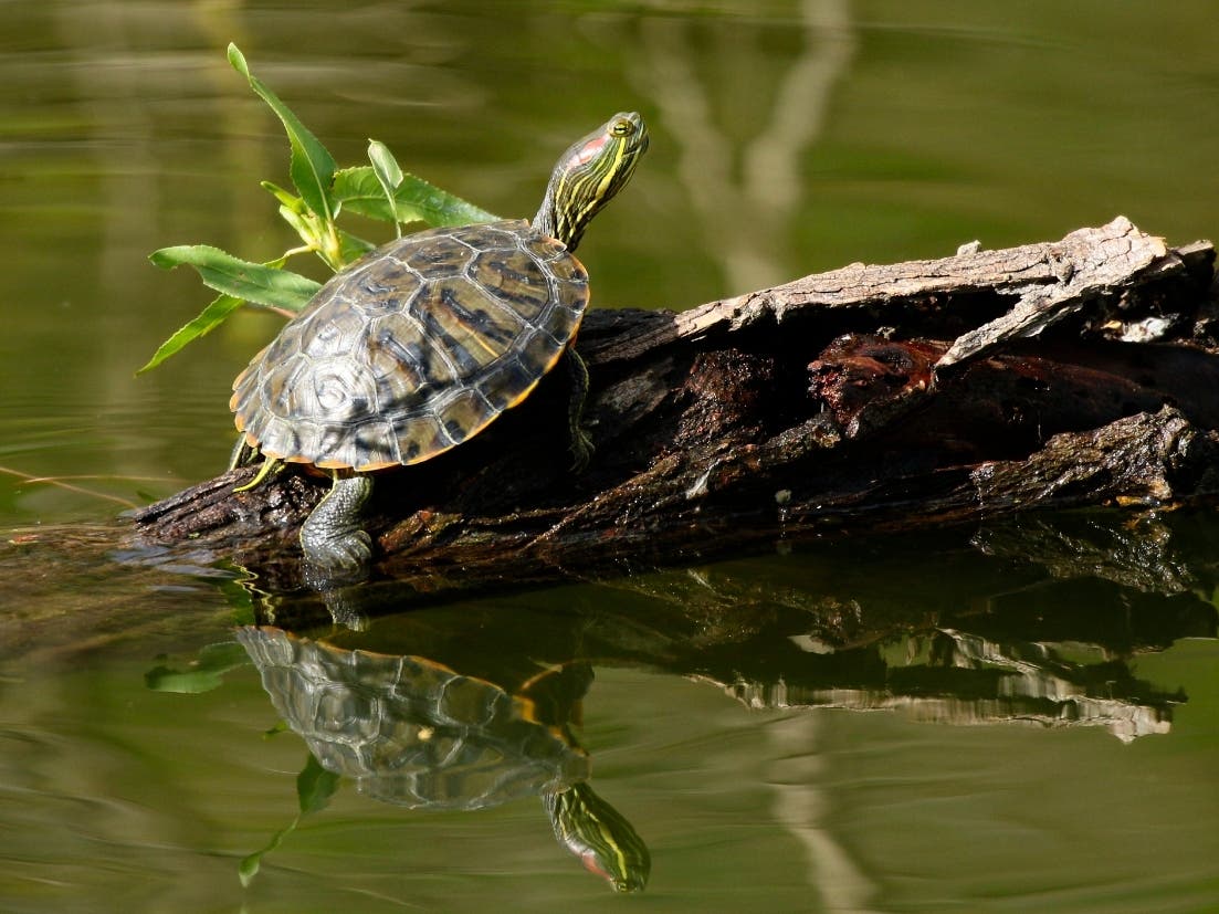 A turtle at Santee Lakes in Santee, California 