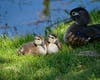 A mother duck and her ducklings at Santee Lakes in Santee, California